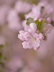 Pケントの花・３