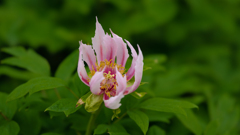 胡蝶の舞（こちょうのまい）