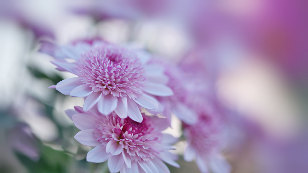 菊　花・３０＿３