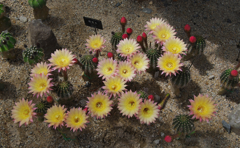 サボテンの花・１８