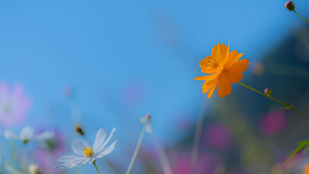 秋　桜・２２＿１６