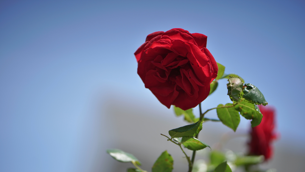 春バラ・３０＿３６