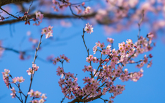 啓　翁　桜・２