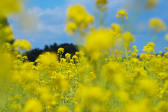 菜の花・１５