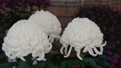 菊　花＿１