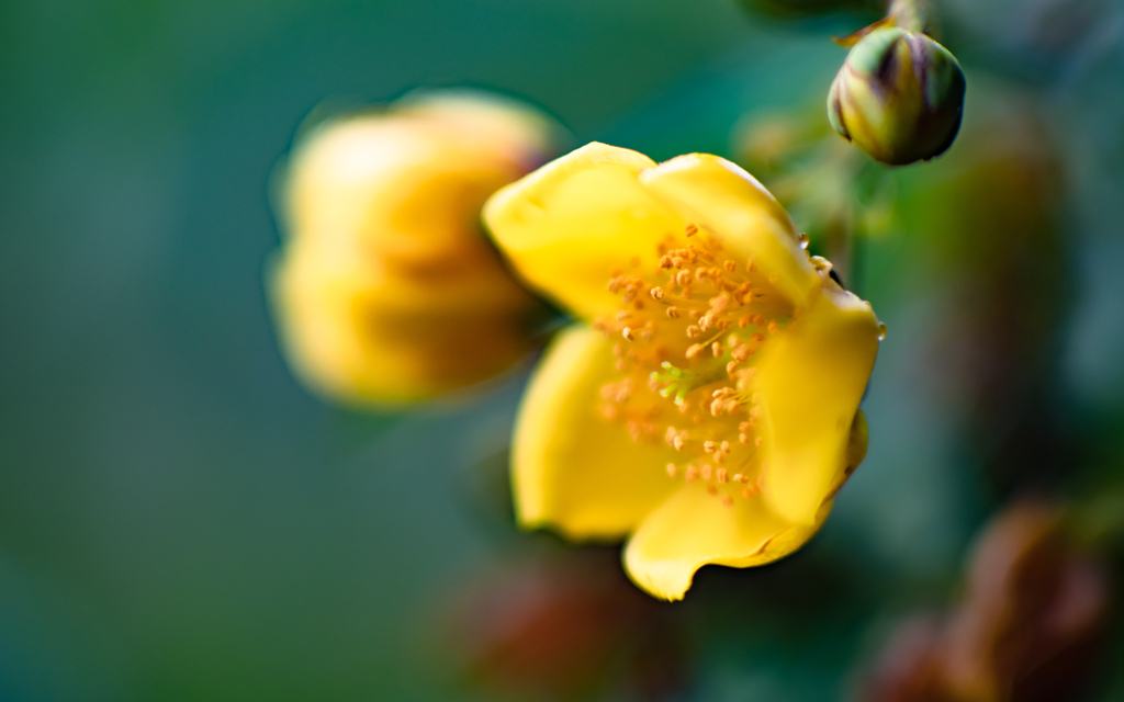 梅雨の花・２