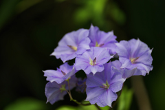 ソラナム  ウェンドランディ