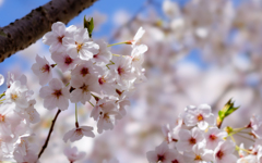 桜・２＿５