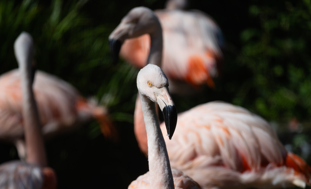 ときわ動物園＿１５