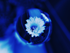 宙玉の世界１・サボテンの花