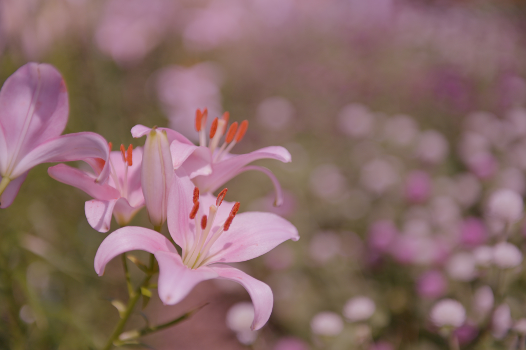 山口ゆめ花博＿１４