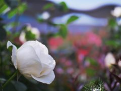 春薔薇・１１