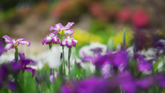 花菖蒲・２＿４