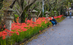 彼岸花・９