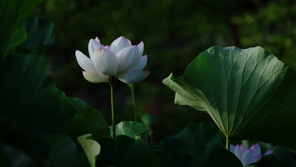 孫文蓮＿３０−２８