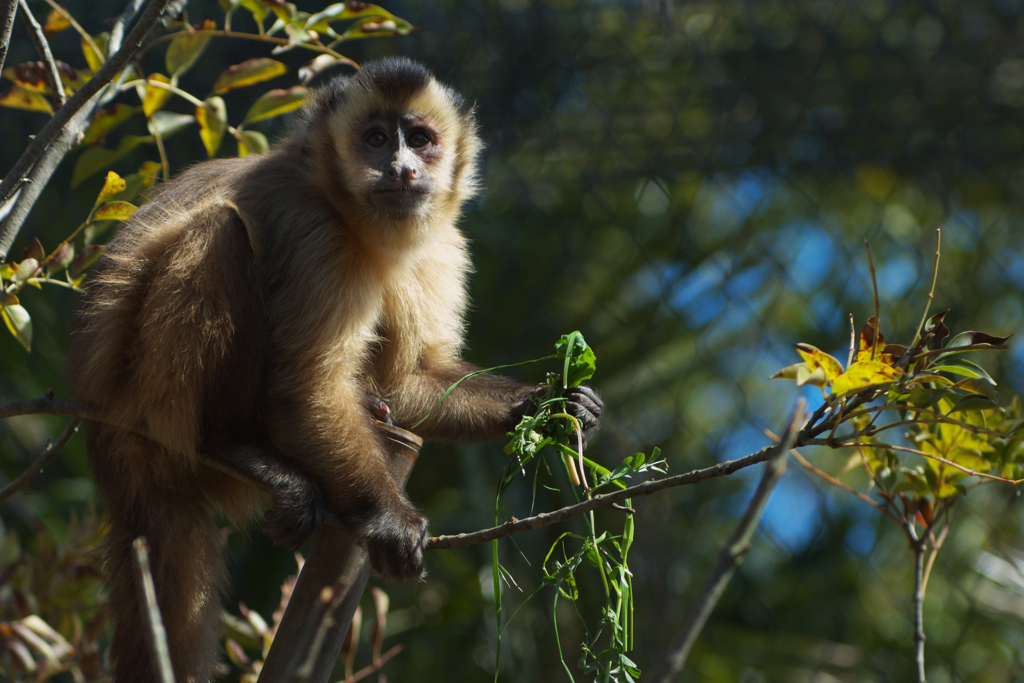 フサオマキザル