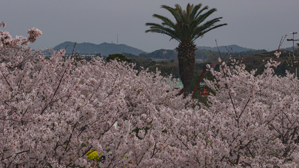 ときわ公園の桜＿４