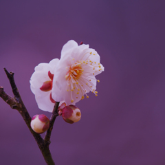 白梅・９