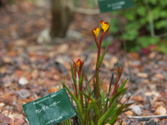 カンガルーポー