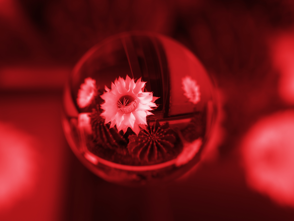 宙玉の世界２・サボテンの花