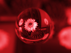 宙玉の世界２・サボテンの花