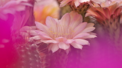 サボテンの花３０＿９