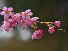 しだれ桜・１４