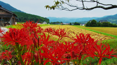 彼岸花・１