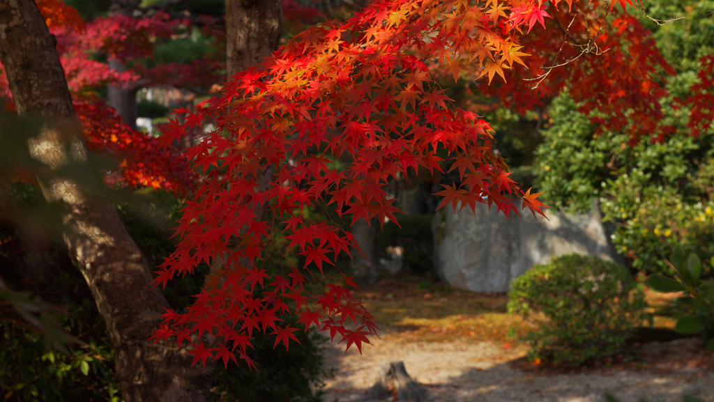 紅葉＿毛利氏庭園・３０＿１２
