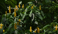 パキスタキス　ルテア