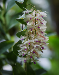 デンドロビュム　アメジストグロッサム