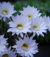 サボテンの花・３１