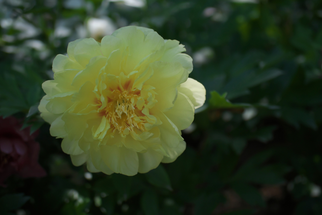 芍薬＿４