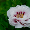 冬の花火