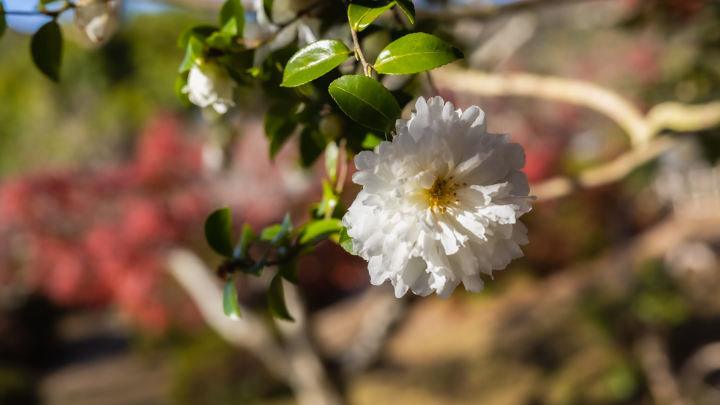 山茶花・２２＿５