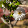 山茶花・２２＿５
