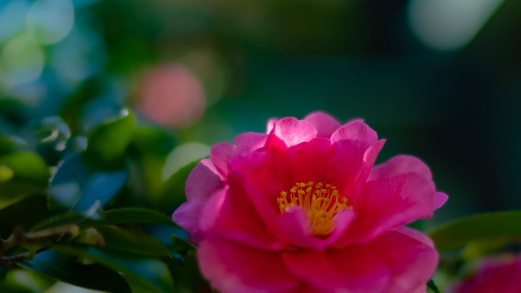 山茶花・２２＿１４