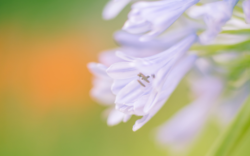 梅雨の花・８