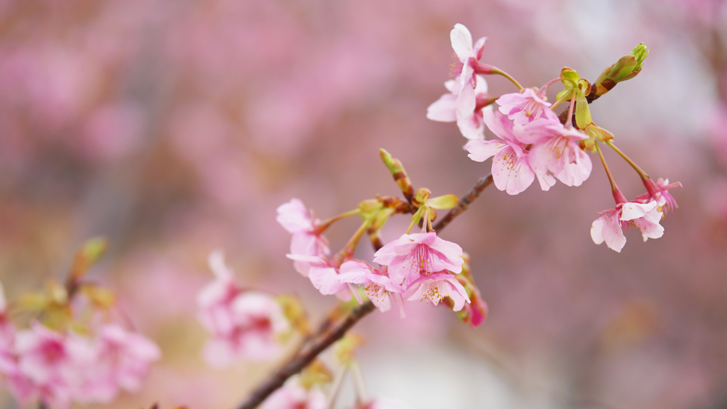 河津桜・１９＿５