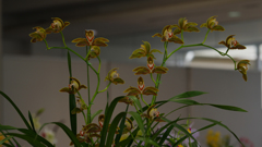 春のラン展・１９＿５