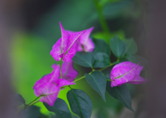 オオバナカズラ（清明花）