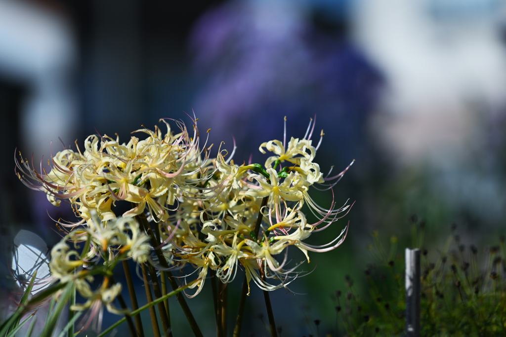 NIKON Z7 試写・６