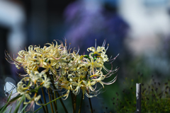 NIKON Z7 試写・６