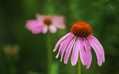初夏の花・１＿３