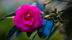 山茶花＿１