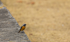 維新公園の野鳥達＿１１