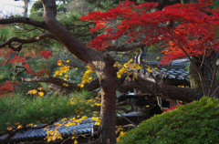 紅葉探索・４０