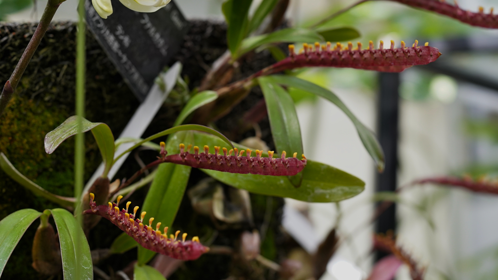 バルボフィラム　ファルカタム＿１