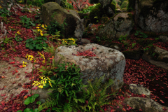 紅葉探索・５０