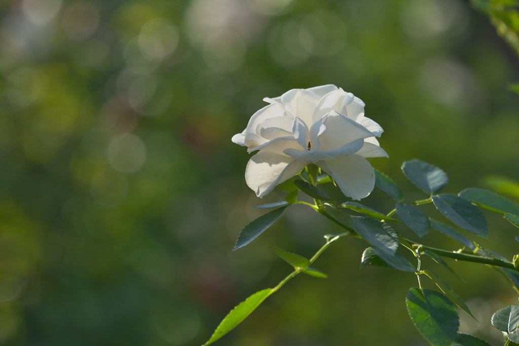 秋薔薇・２